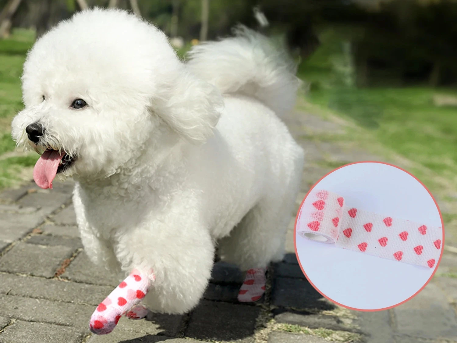 1-Roll-Dog-cohesive Bandage-Pet-Vet-Wrapped around the injured dogs paw 1-Roll-Dog-cohesive Bandage-Pet-Vet-Wrapped around the injured dogs paw